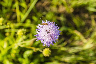 Knautia arvensis和她的客人。