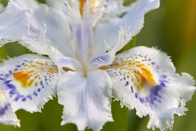 蝴蝶花