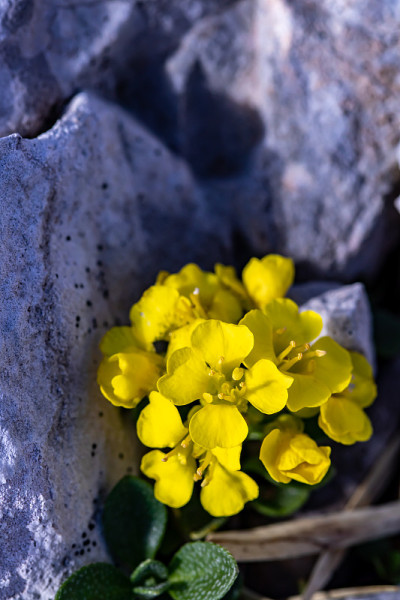山楂花，近看