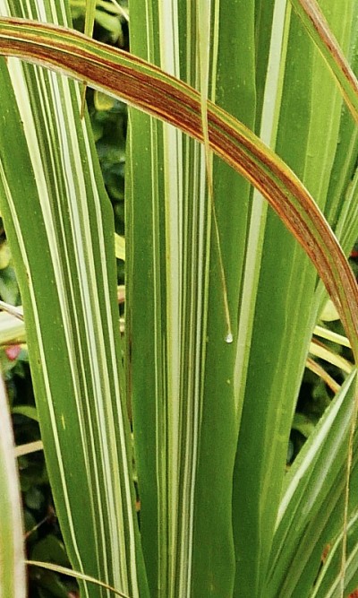 沙漠植物的图案形状
