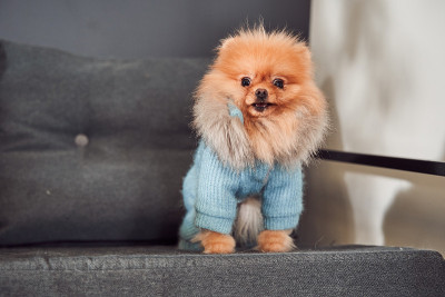 可爱的博美犬坐在沙发上