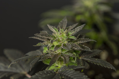 黑色法式曲奇，温室里成熟的迷你大麻花
