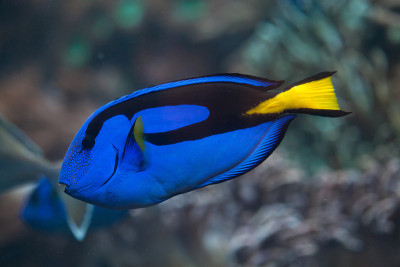 蓝surgeonfish(副肝)。