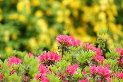杜鹃花