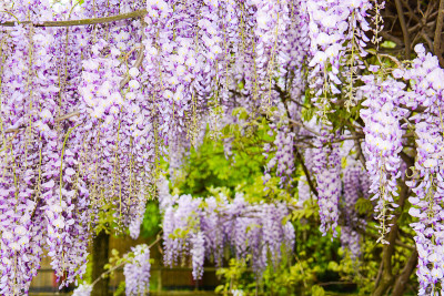 花的背景