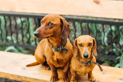 户外的腊肠犬。