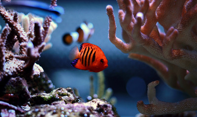 火焰天使鱼(Centropyge loricula)