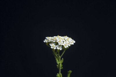 白色野花，黑色背景的特写。可爱的白色花朵