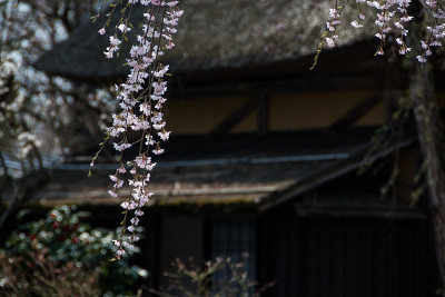 樱花盛开，日本传统房屋