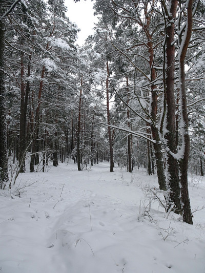 大雪过后的冬季松林。