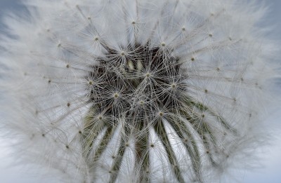 蒲公英种子头的特写镜头