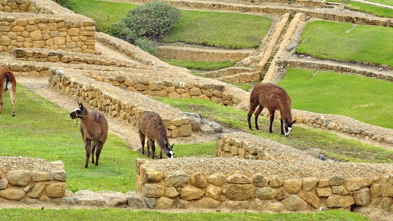 在Ingapirca的Llamas grazing