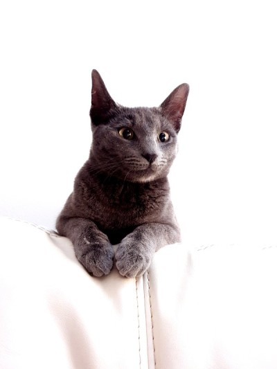 查特鲁小猫