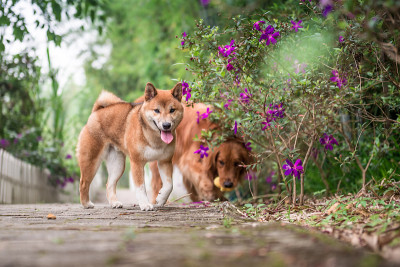 可爱的小柴犬