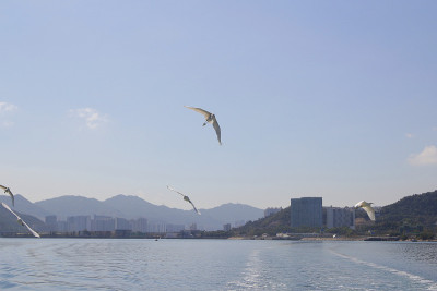 吐露港