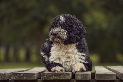西班牙水犬
