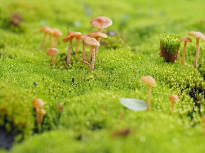 微小的野生蘑菇在森林地板上的苔藓