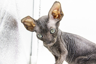 美丽的灰色斯芬克斯小猫为背景。镜头里有一只小斯芬克斯猫