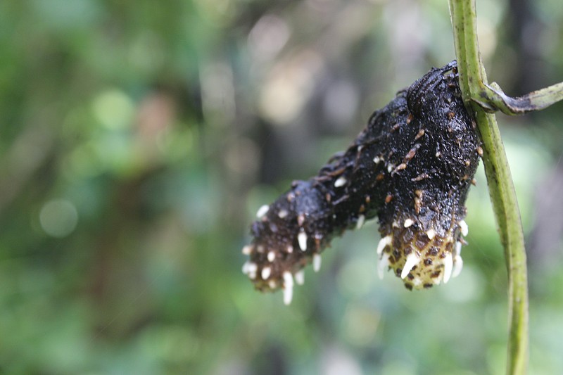 发芽的白色山药(山药alata L.)块茎，其根挂在它的茎上，印度，奥里萨邦