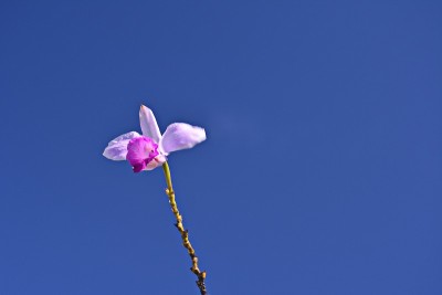美丽的兰花