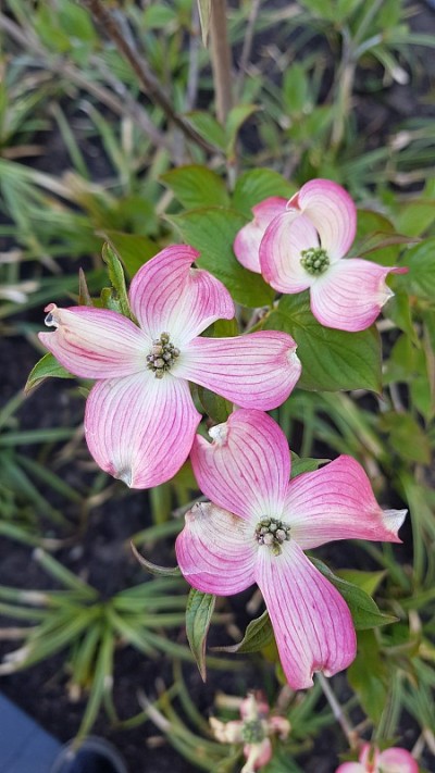 粉色开花山茱萸