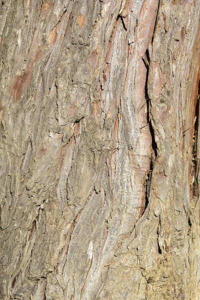 虚假的柏树