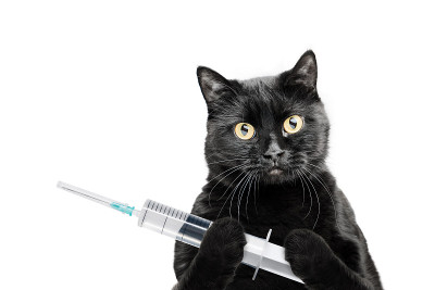 孤立在白色背景下的黑猫爪子里握着一个注射器。