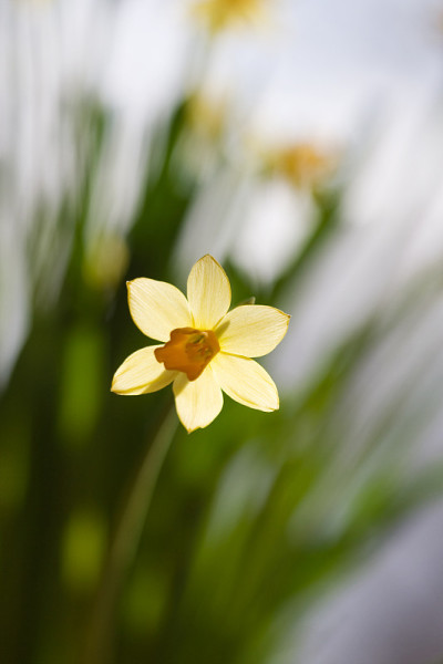 水仙花