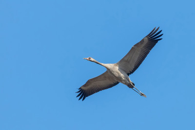 普通鹤在蓝天飞行(Grus Grus)迁徙