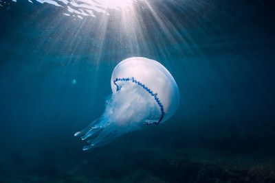 水母在蓝色的海洋里沐浴着阳光