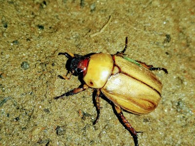 土壤上的棕色甲虫