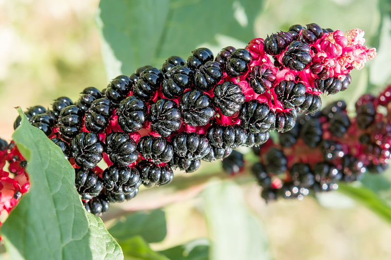 Phytolacca Acinosa