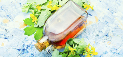 草药白屈菜