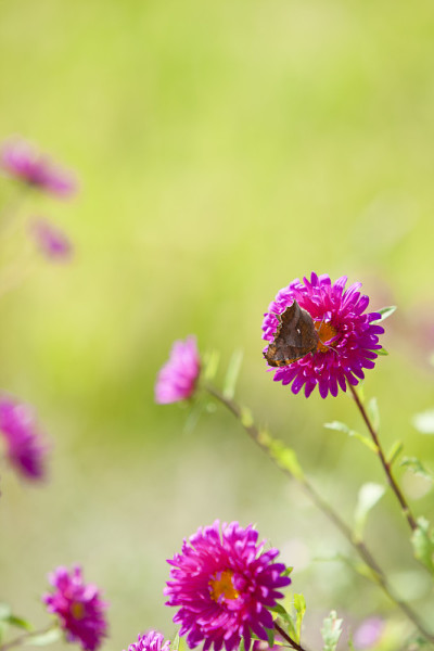 aster