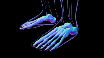 人体骨骼足部解剖学医学概念