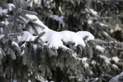 树枝上长满了皮毛，缀满了雪花
