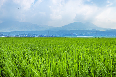 夏天的稻田