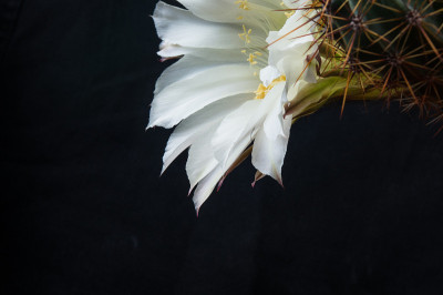仙人掌棘芥，选择性聚焦，特写