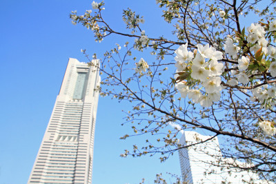日本神奈川的横滨地标塔和樱花