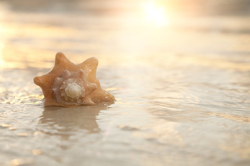 海面上的贝壳和日出的光线