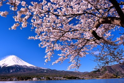 富士山和樱桃树