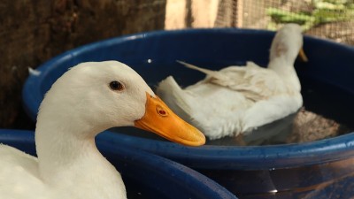 白鸭