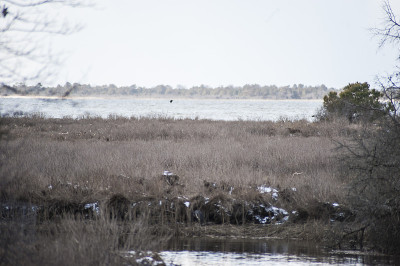 Chincoteague