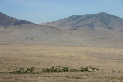 树在恩戈罗戈罗火山口，坦桑尼亚，非洲