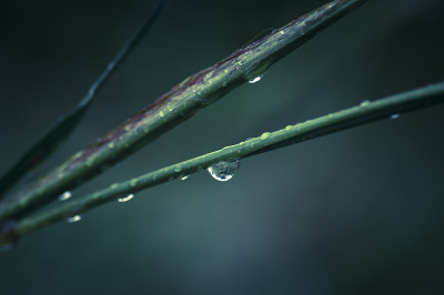 粘在草上的水滴