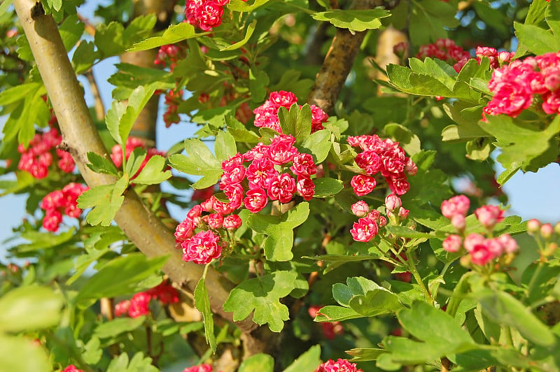 山楂(Crataegus)花