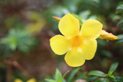 Allamanda cathartica