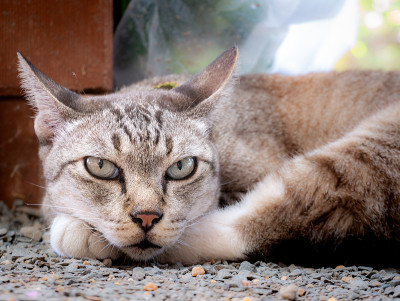 猫睁开眼睛，躺在它的后腿上