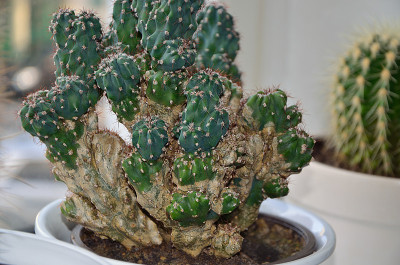 昙花,