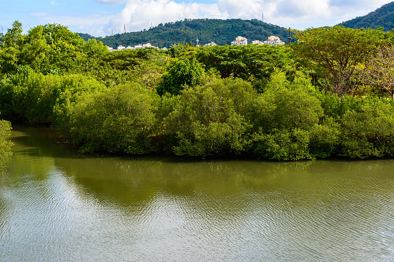 美丽的植被、树木、花卉、湖泊和池塘在著名的热带白鹭公园，三亚市。海南,中国。